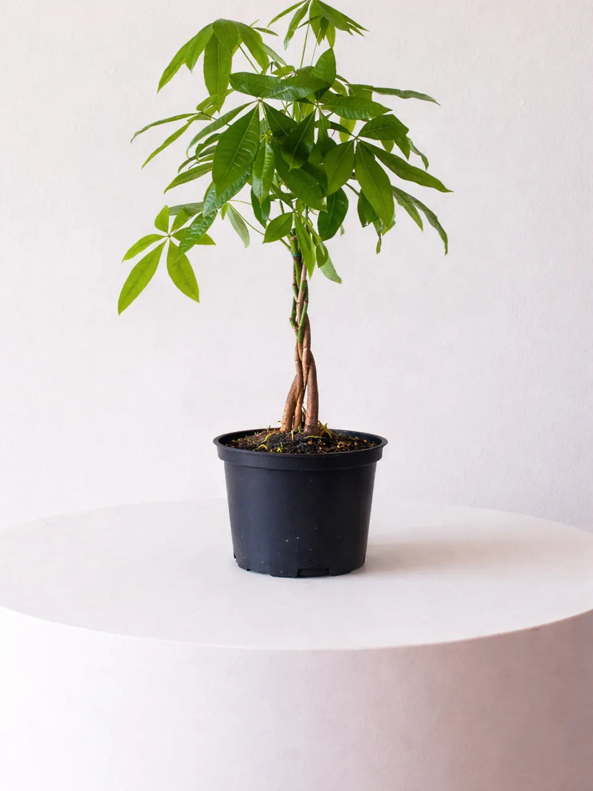 Braided Money Tree 1 ½ ft tall Medium Plant Only
