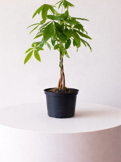 Braided Money Tree 1 ½ ft tall Medium Plant Only