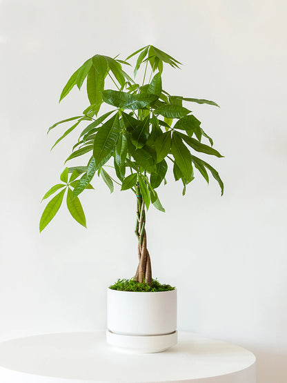 Braided Money Tree 1 ½ ft tall Medium Scandinavian Ceramic