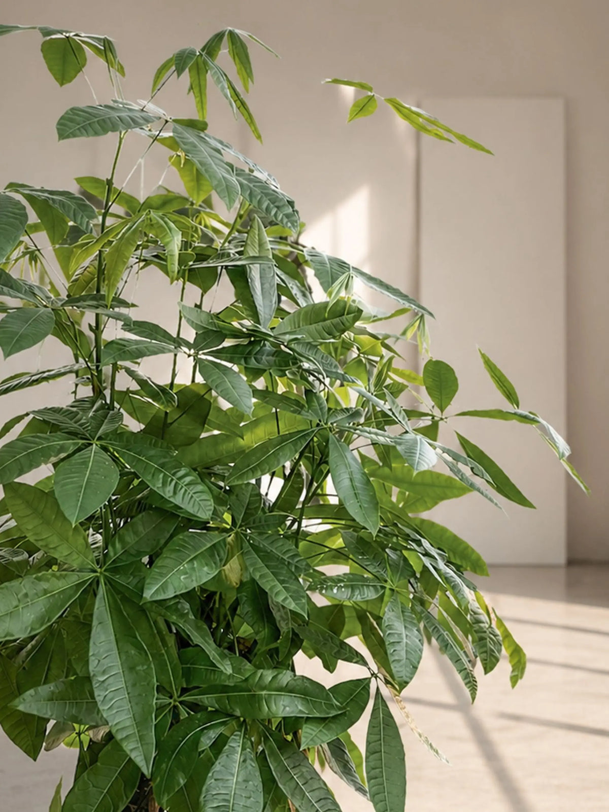Braided Money Tree