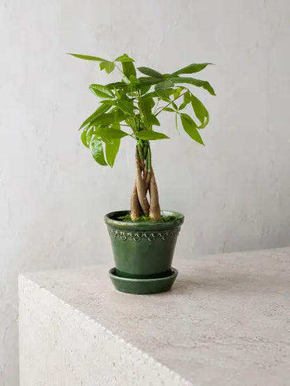 Braided Money Tree