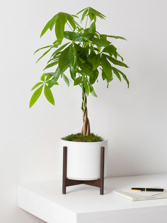 Braided Money Tree 1 ½ ft tall Medium Mid-Century Ceramic