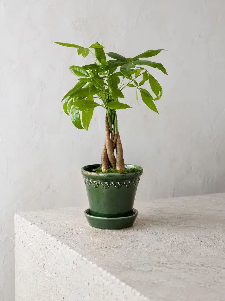 Braided Money Tree