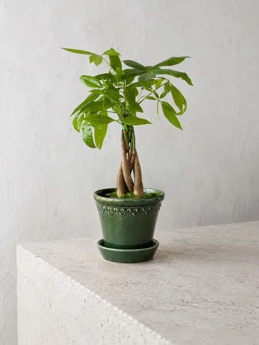 Braided Money Tree