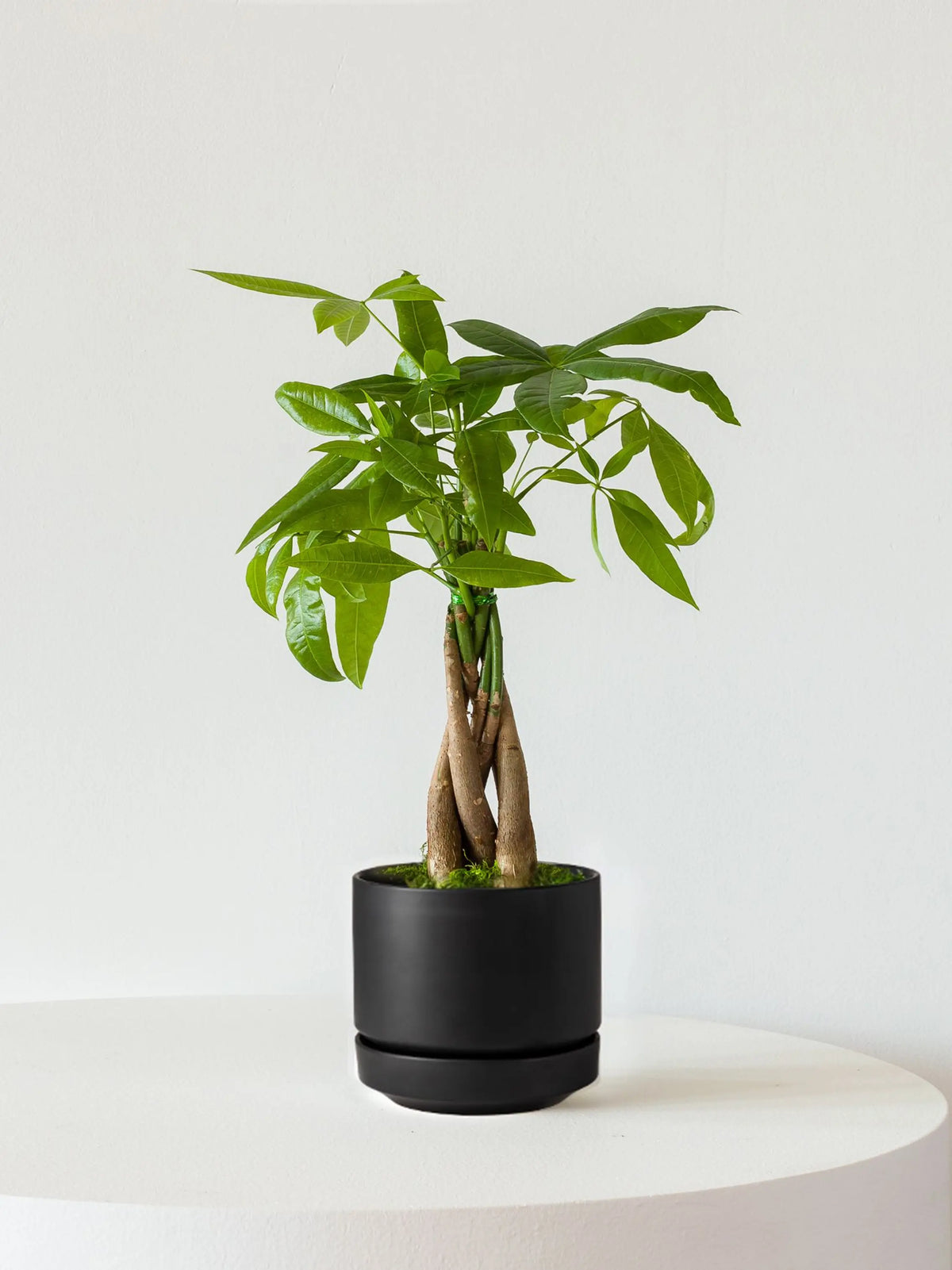 Braided Money Tree 1 ft tall Small Scandinavian Ceramic