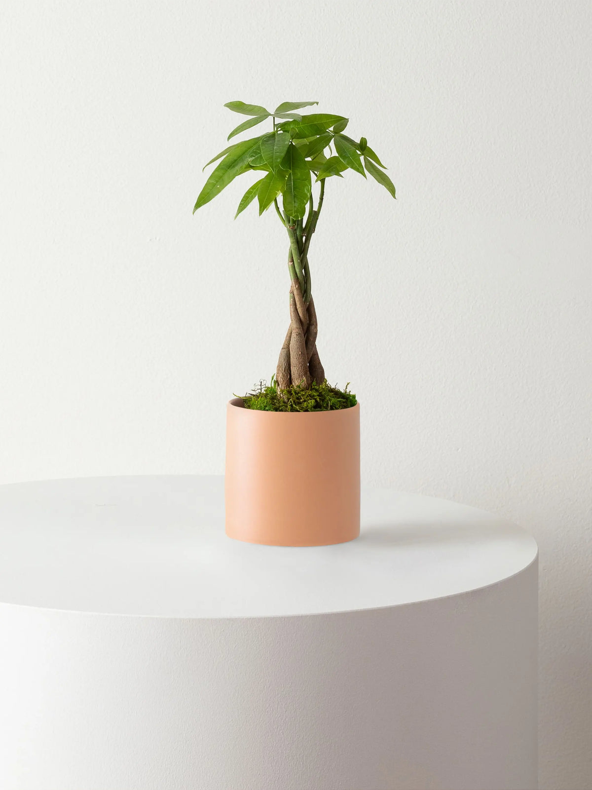 Braided Money Tree 1 ft tall Small Mid-Century Ceramic