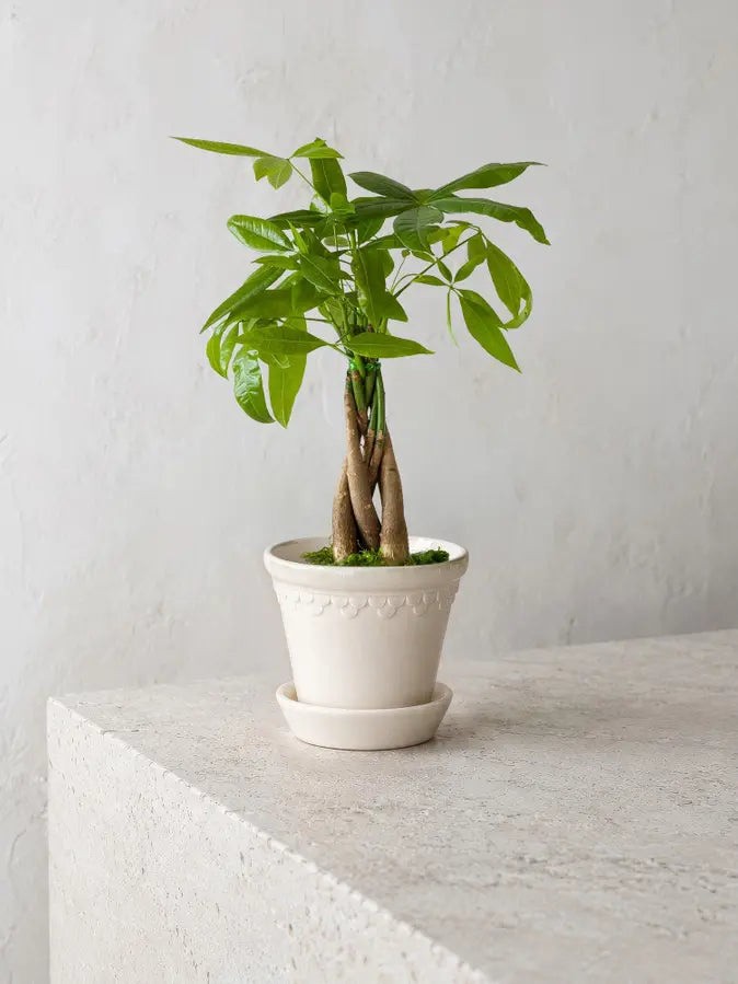 Braided Money Tree