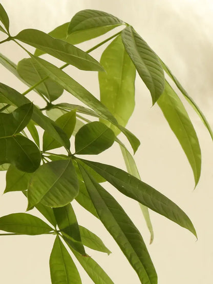 Braided Money Tree 1 ½ ft tall Medium Plant Only