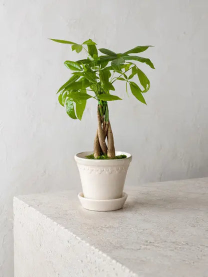 Braided Money Tree