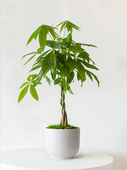 Braided Money Tree 1 ½ ft tall Medium Nouvelle Ceramic