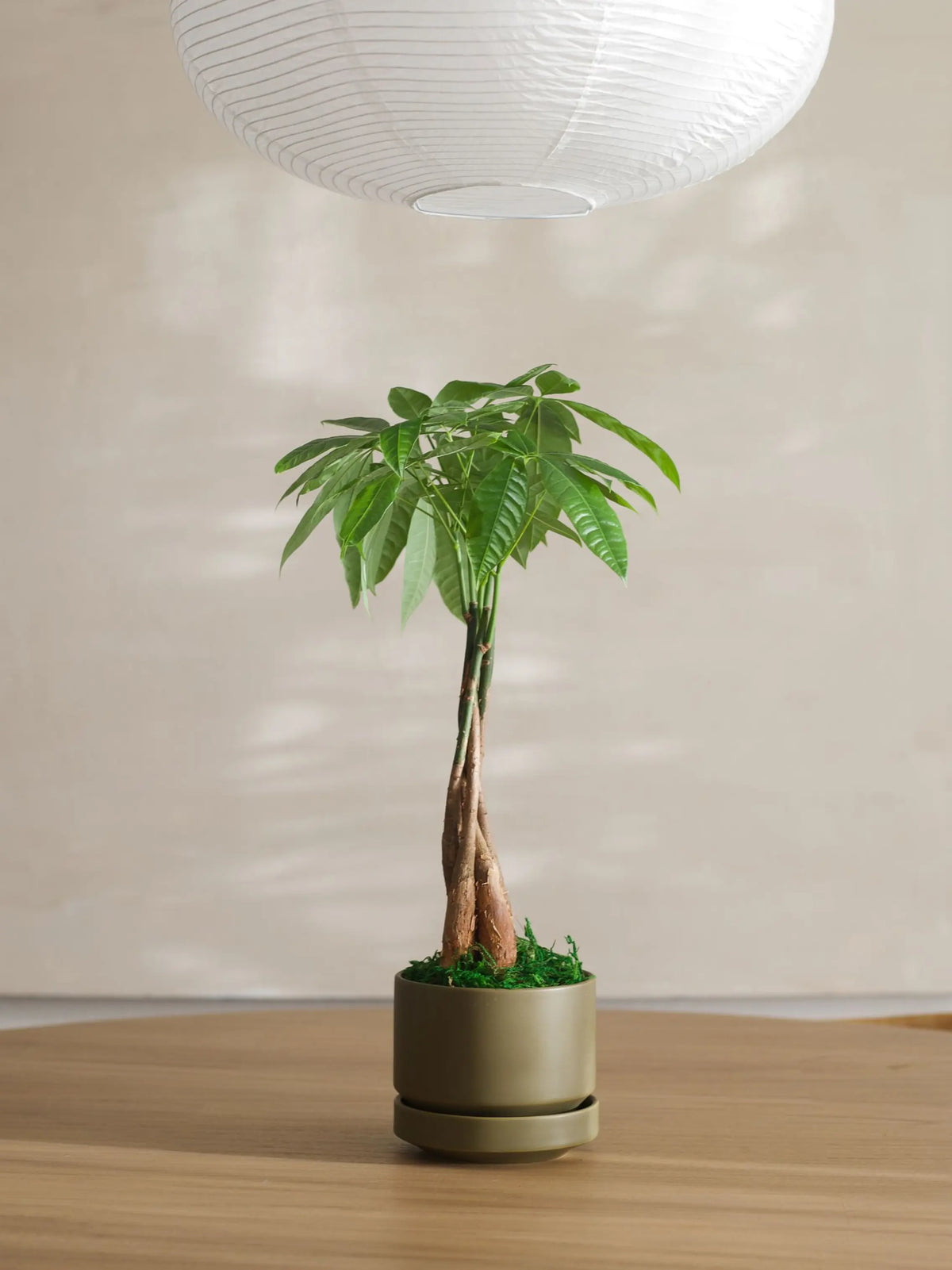Braided Money Tree 1 ft tall Small Scandinavian Ceramic