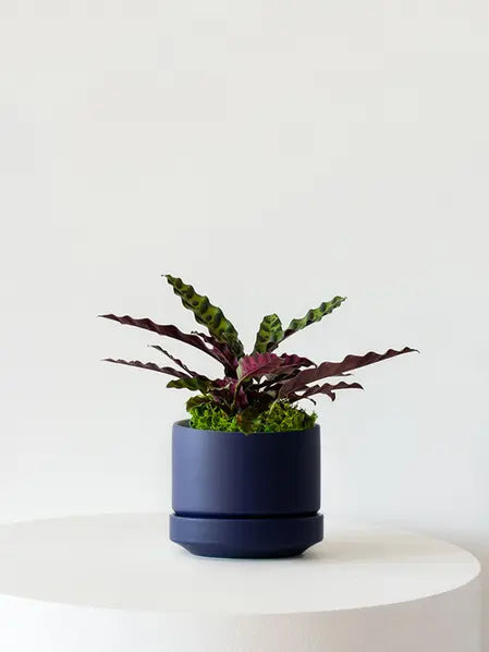 Calathea Rattlesnake