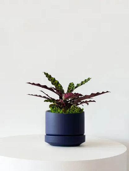 Calathea Rattlesnake