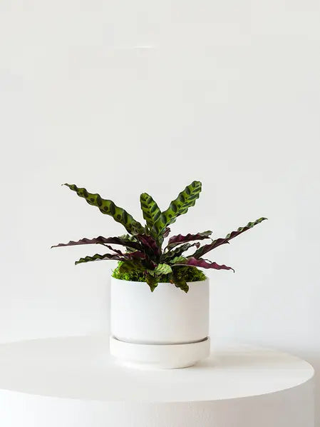 Calathea Rattlesnake