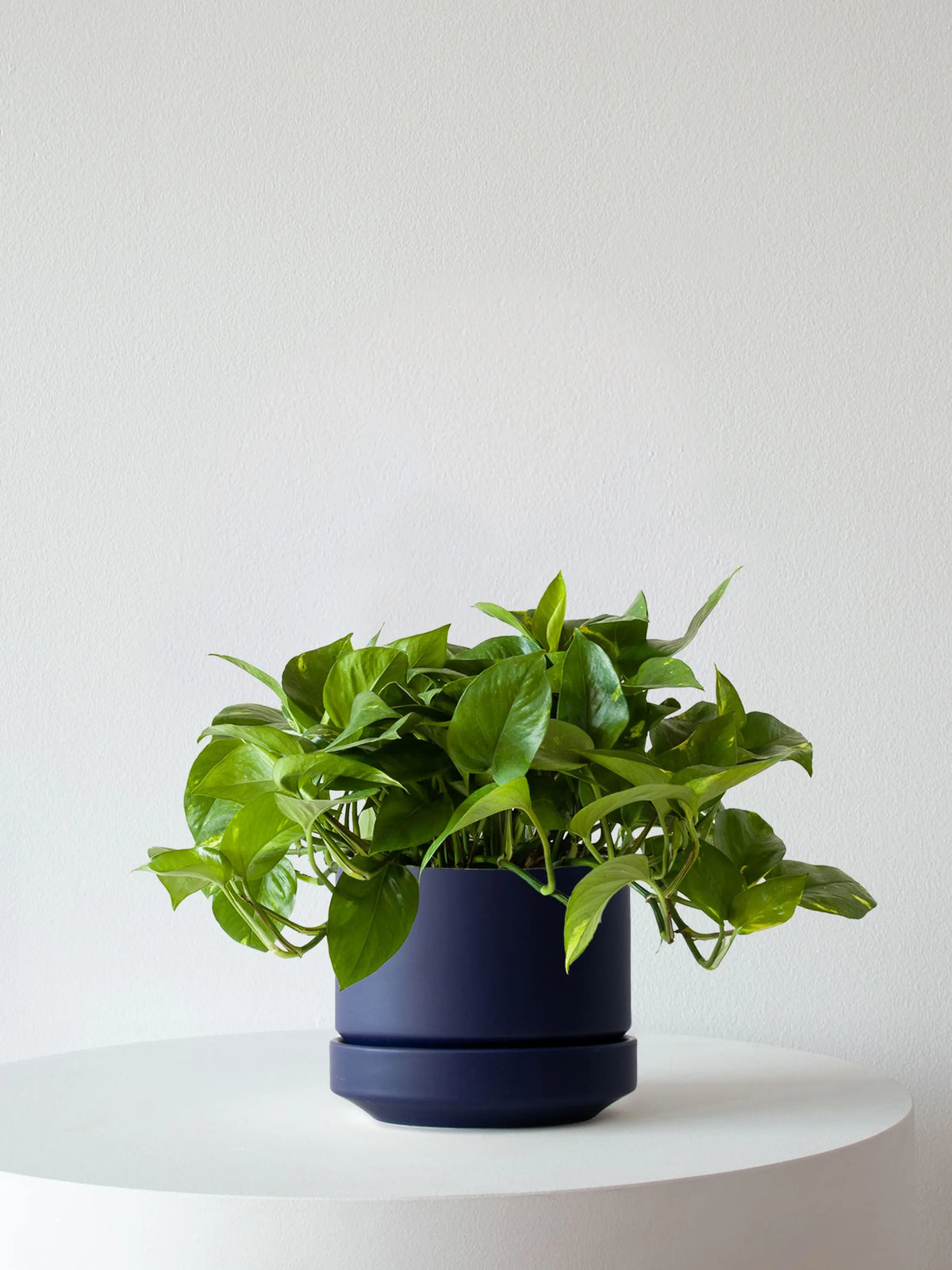 Cascading Pothos 1-1 ½ ft tall Medium 19.50