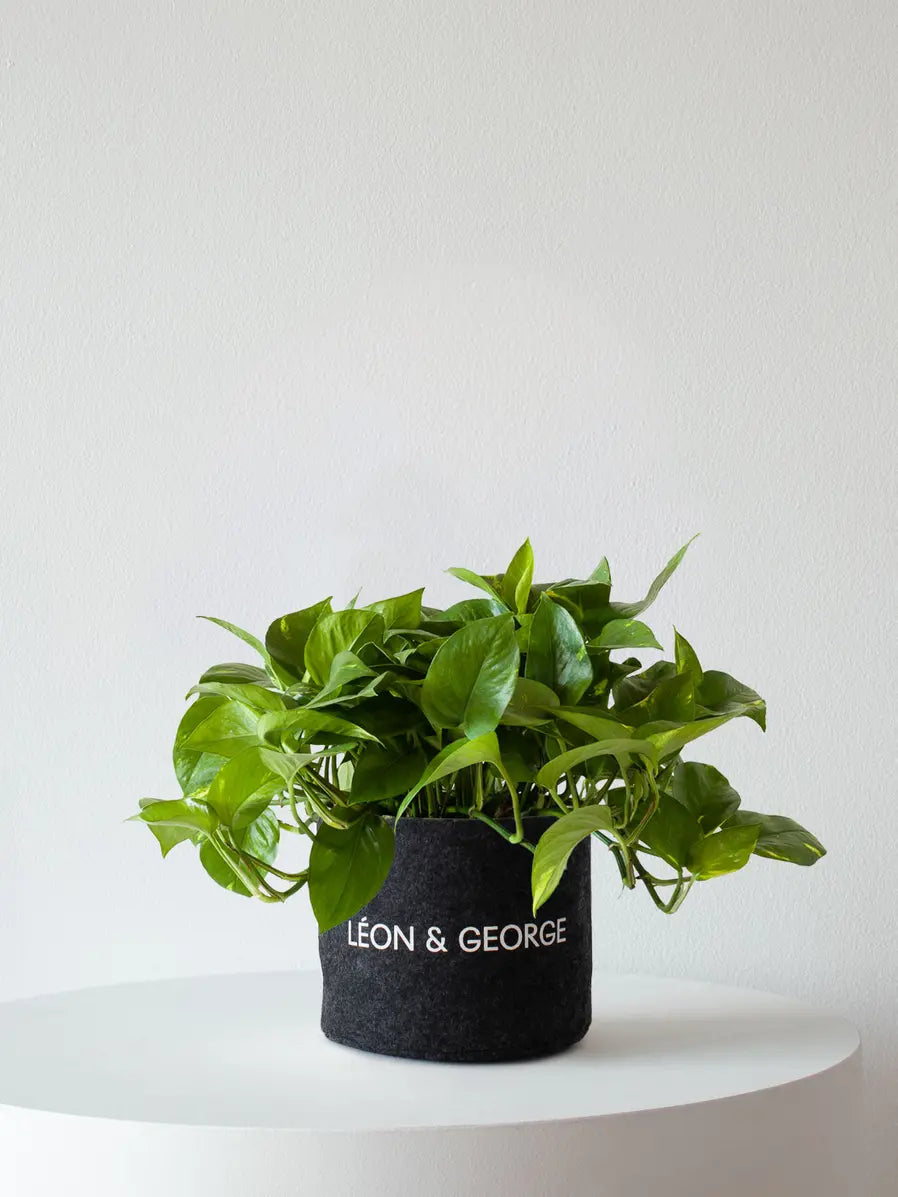 Cascading Pothos