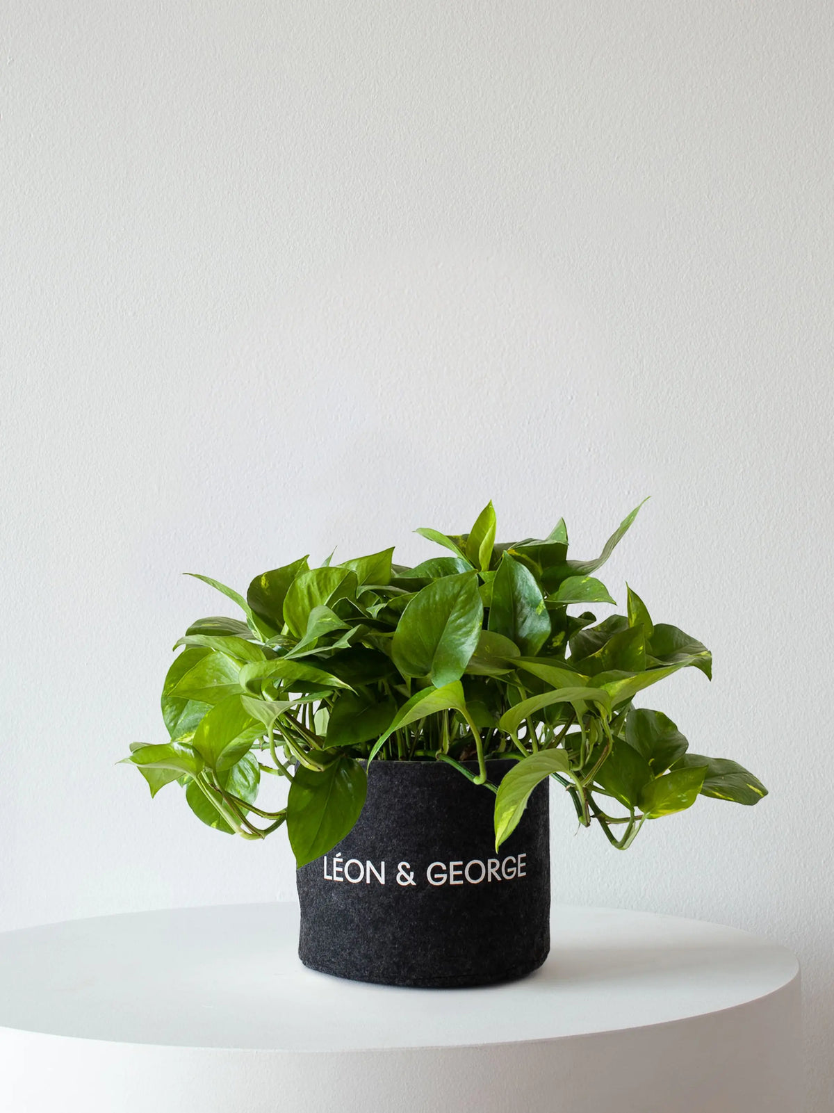 Cascading Pothos 1-1 ½ ft tall Medium Plant Only