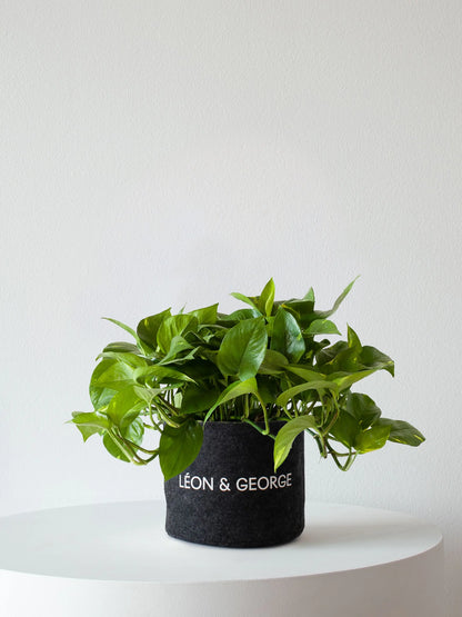 Cascading Pothos 1-1 ½ ft tall Medium Plant Only