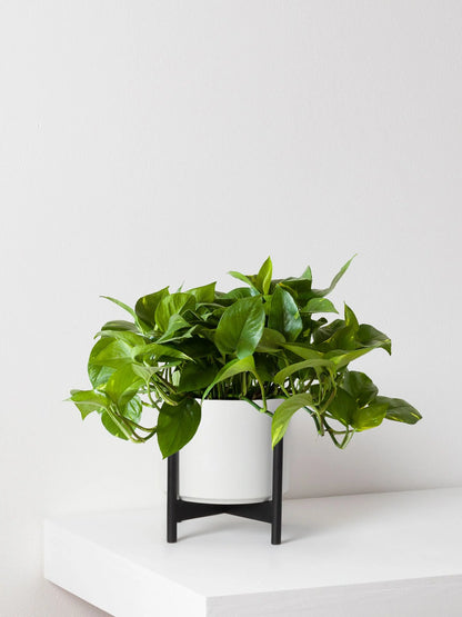 Cascading Pothos 1 - 1½ ft tall Medium 19.50