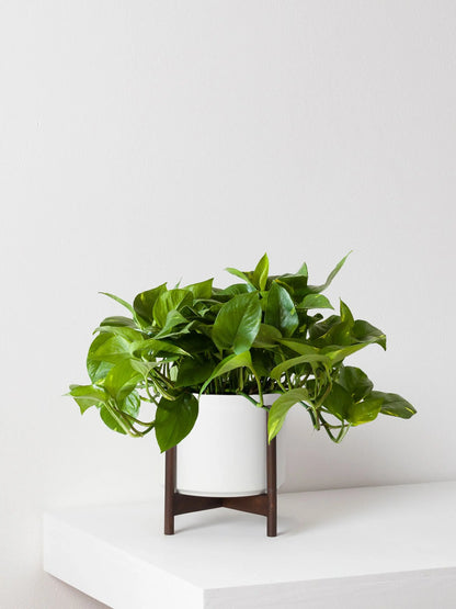 Cascading Pothos