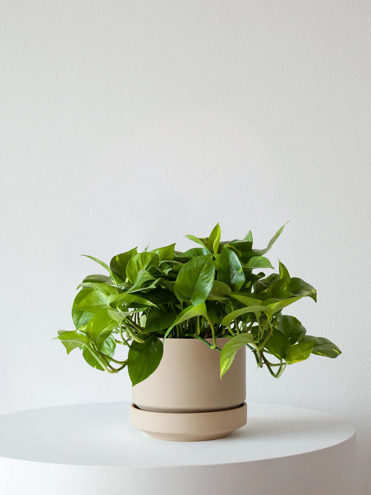 Cascading Pothos 1-1 ½ ft tall Medium Scandinavian Ceramic