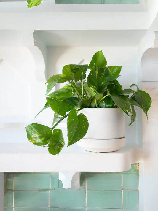 Cascading Pothos 1-1 ½ ft tall Medium 19.50