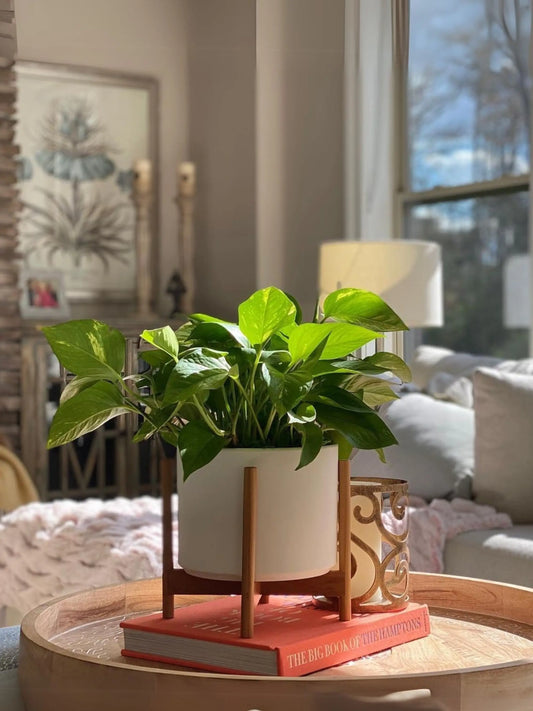 Cascading Pothos 1 - 1½ ft tall Medium 19.50