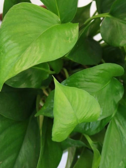 Cascading Pothos 1-1 ½ ft tall Medium Plant Only