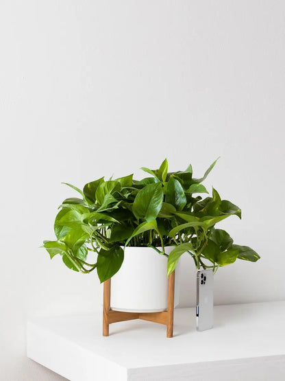 Cascading Pothos