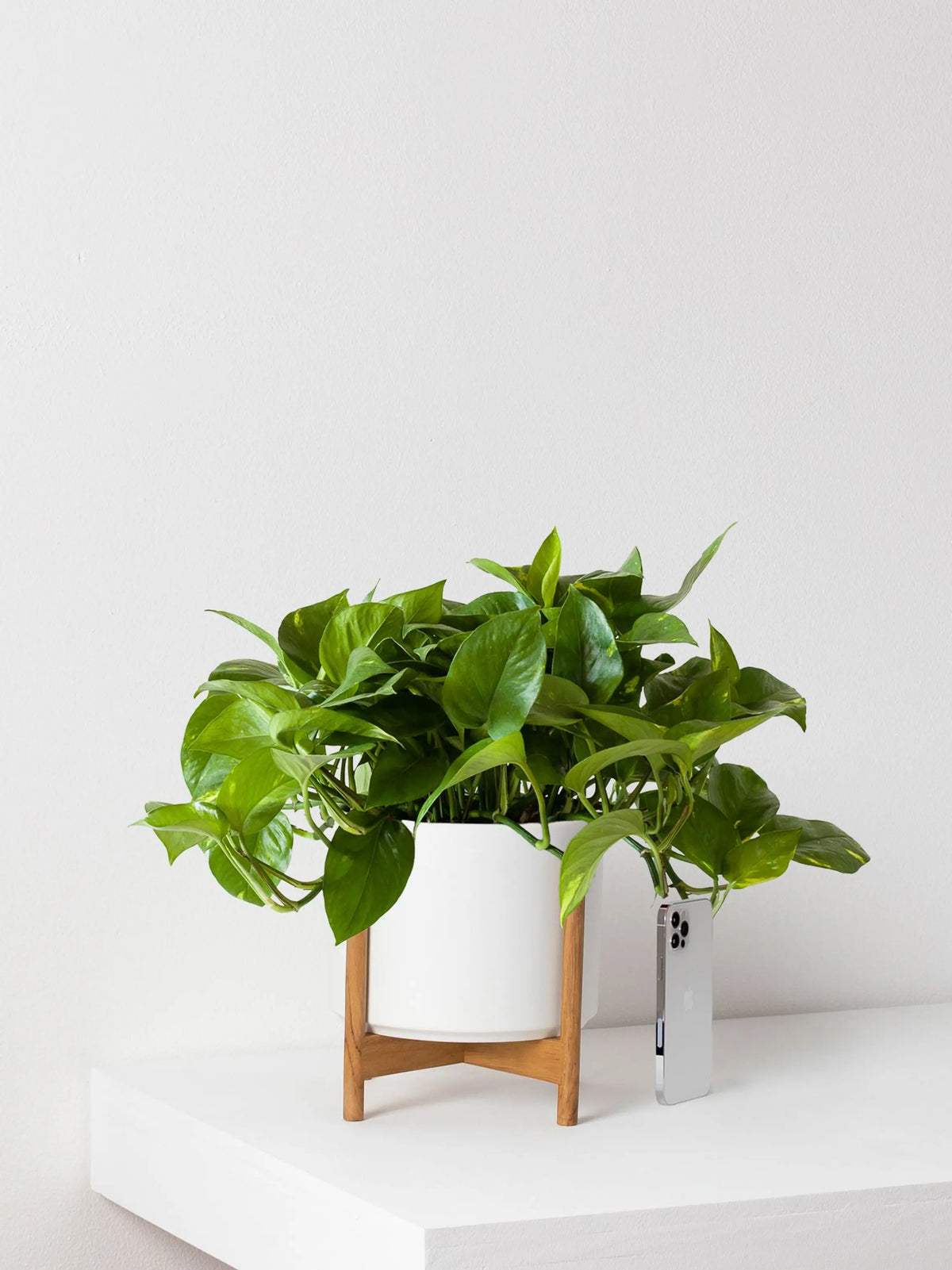 Cascading Pothos 1 - 1½ ft tall Medium 19.50