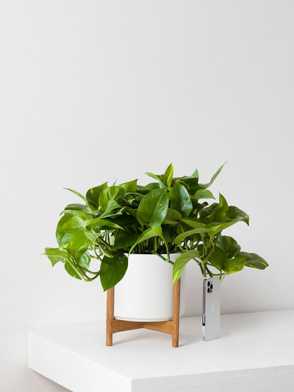 Cascading Pothos 1 - 1½ ft tall Medium 19.50