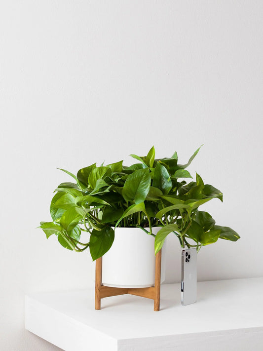 Cascading Pothos 1 - 1½ ft tall Medium 19.50