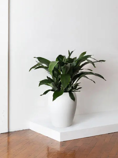Cast Iron Plant