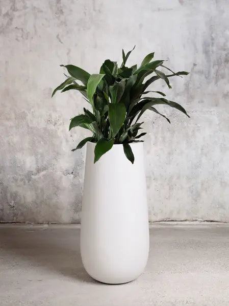 Cast Iron Plant