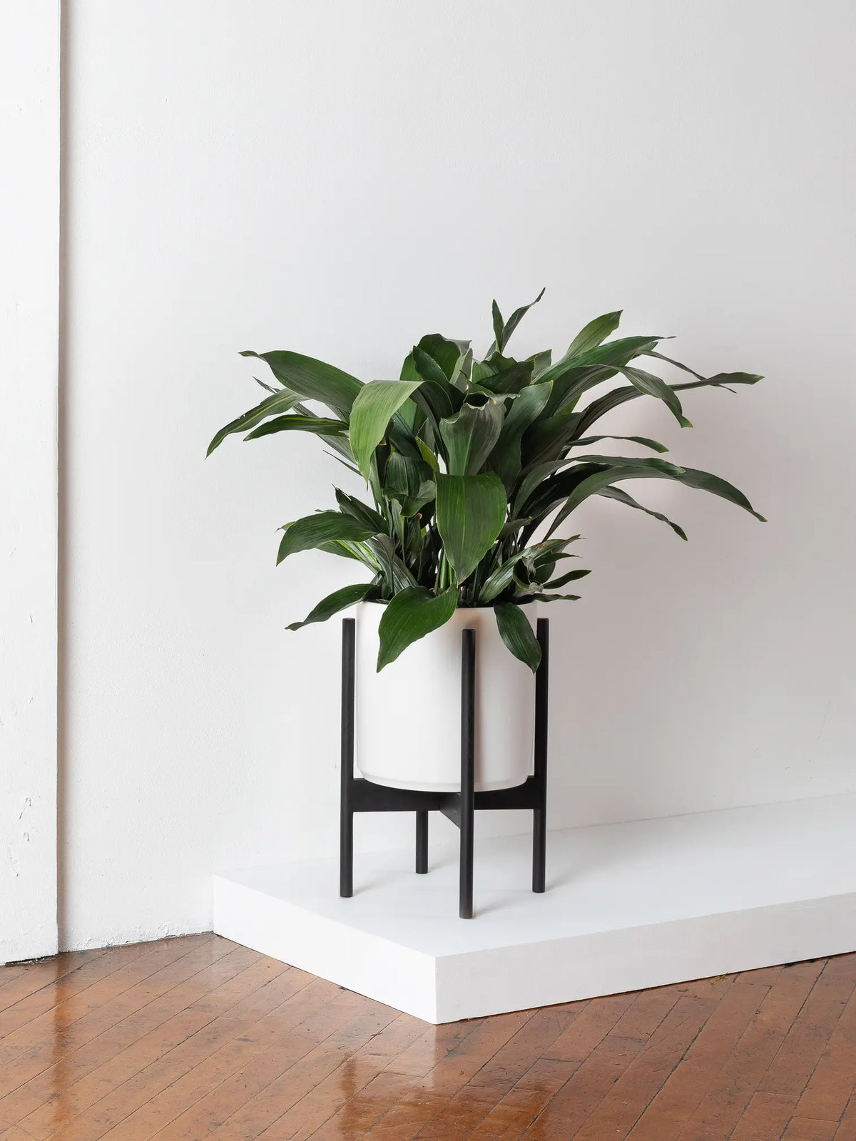 Cast Iron Plant 3 – 3½ feet tall Large Mid-Century