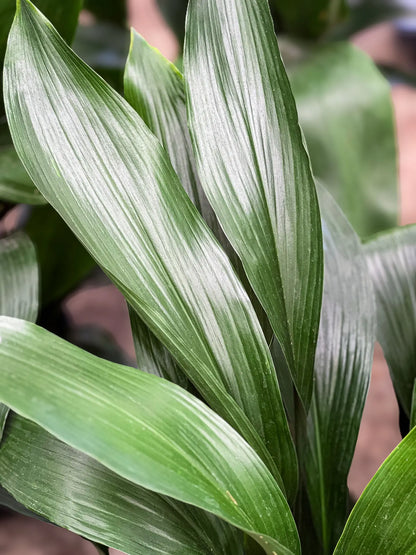 Cast Iron Plant 3 – 3½ feet tall Large Nursery Pot