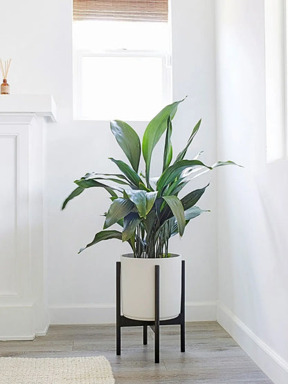 Cast Iron Plant 3 – 3½ feet tall Large Mid-Century