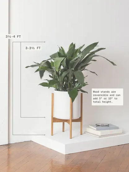 Cast Iron Plant