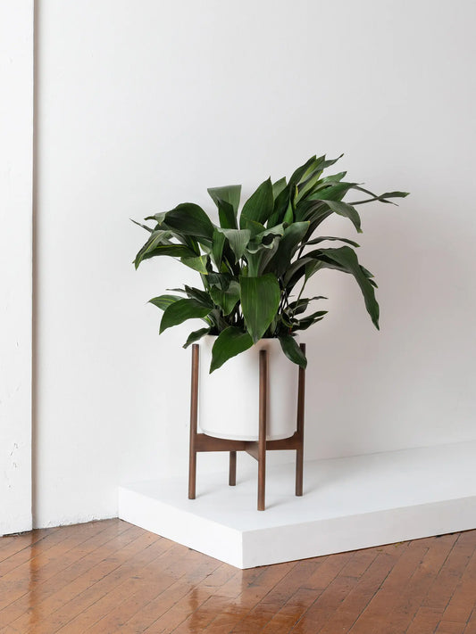 Mid-Century Cylinder - The Ten