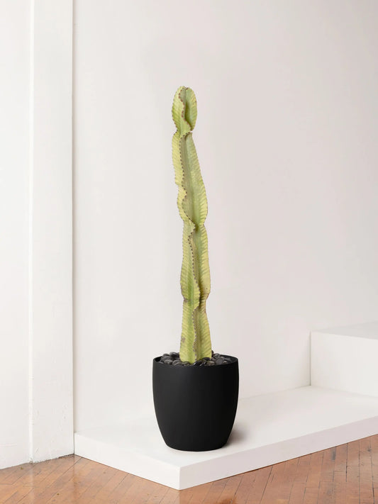Desert Cactus