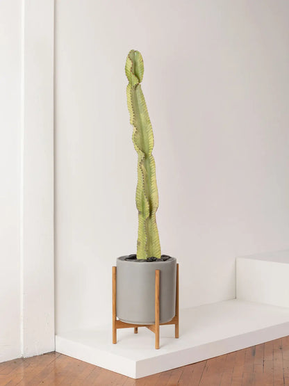 Desert Cactus