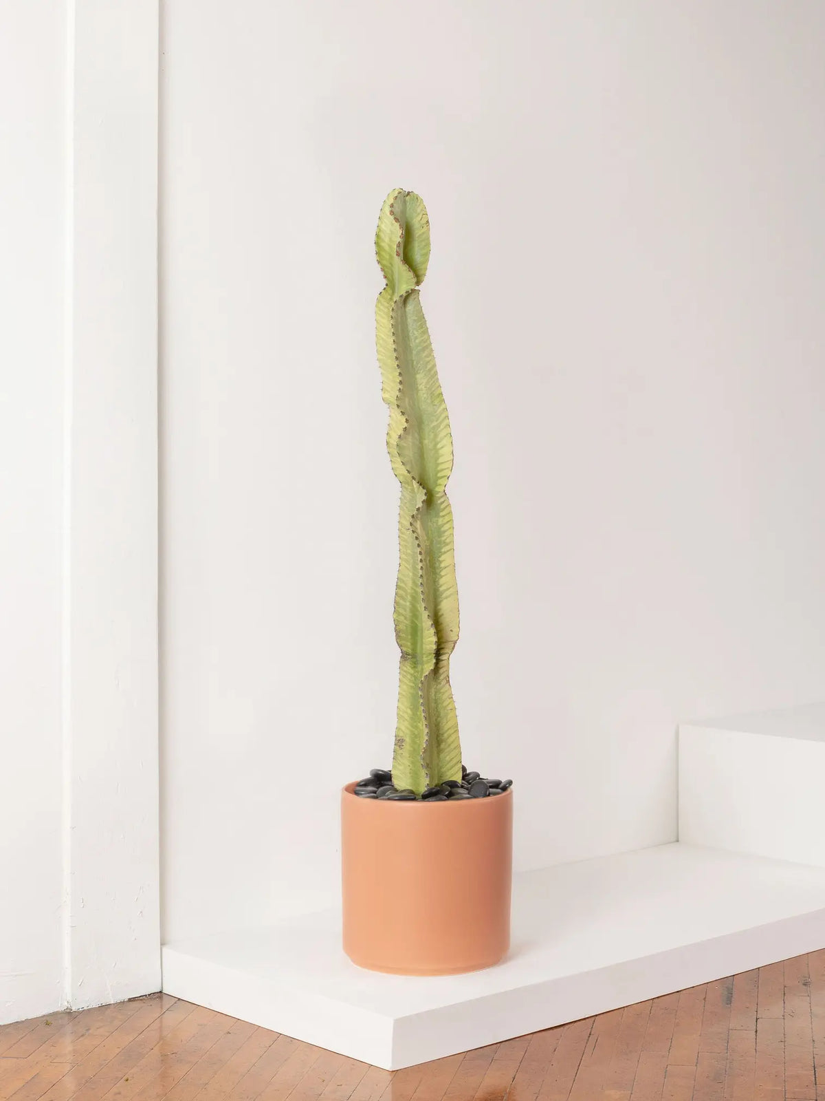 Desert Cactus