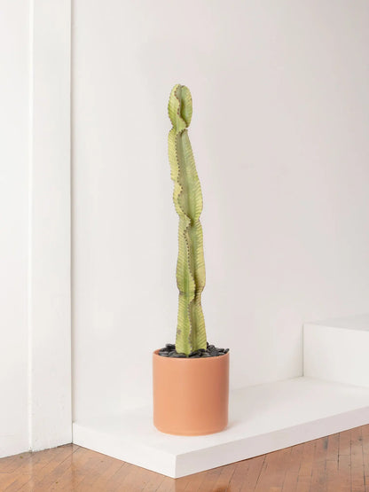 Desert Cactus