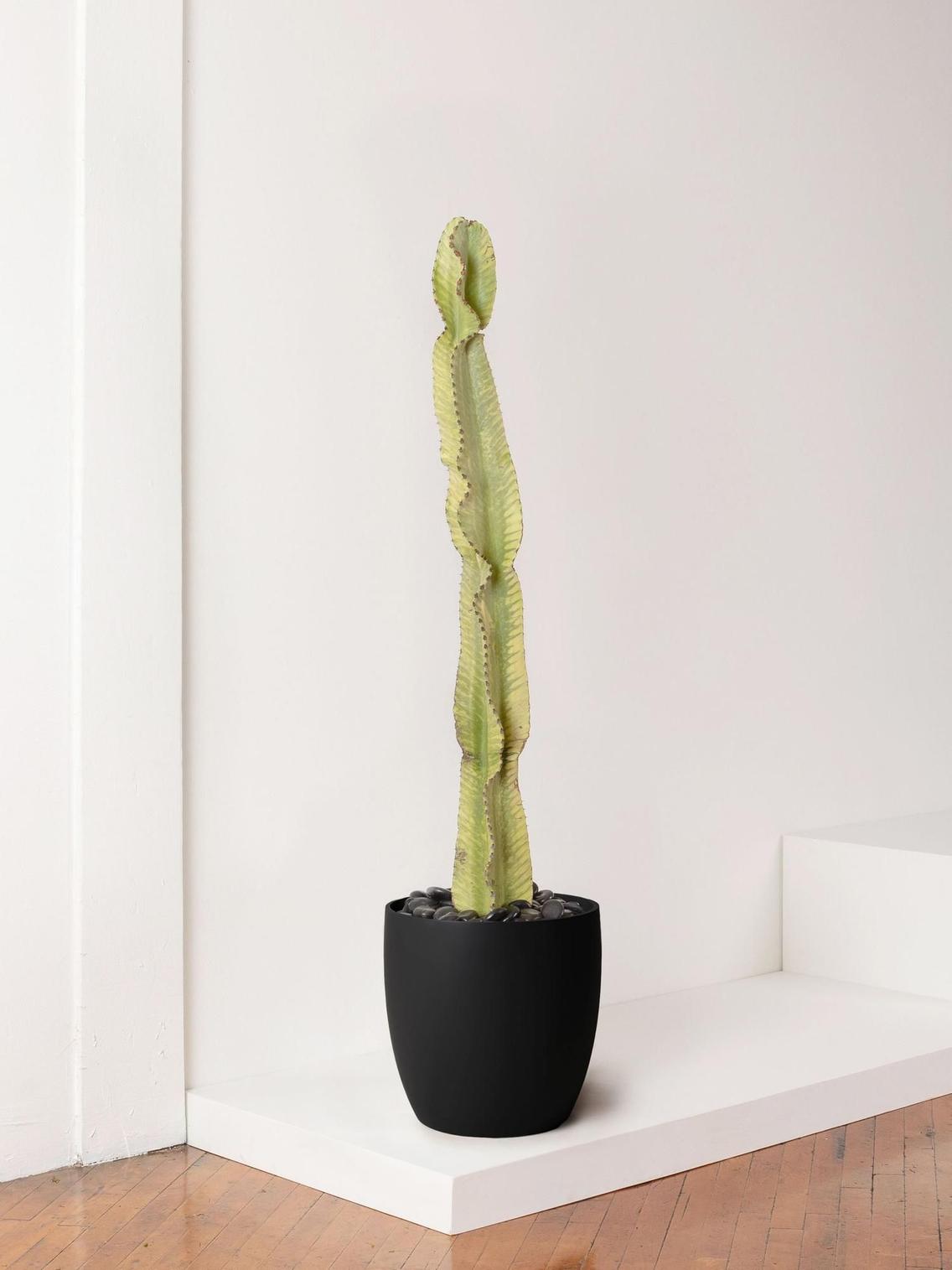 Desert Cactus