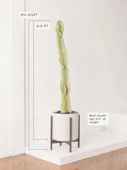 Desert Cactus