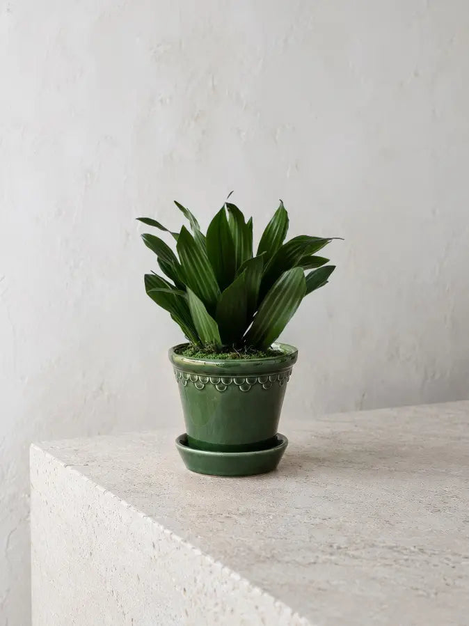 Dracaena Compacta