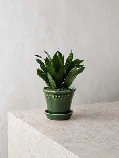 Dracaena Compacta