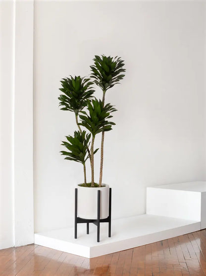 Dracaena Compacta