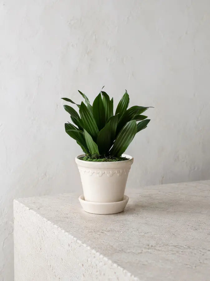 Dracaena Compacta