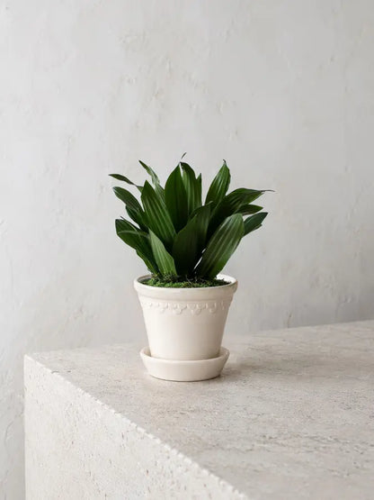 Dracaena Compacta